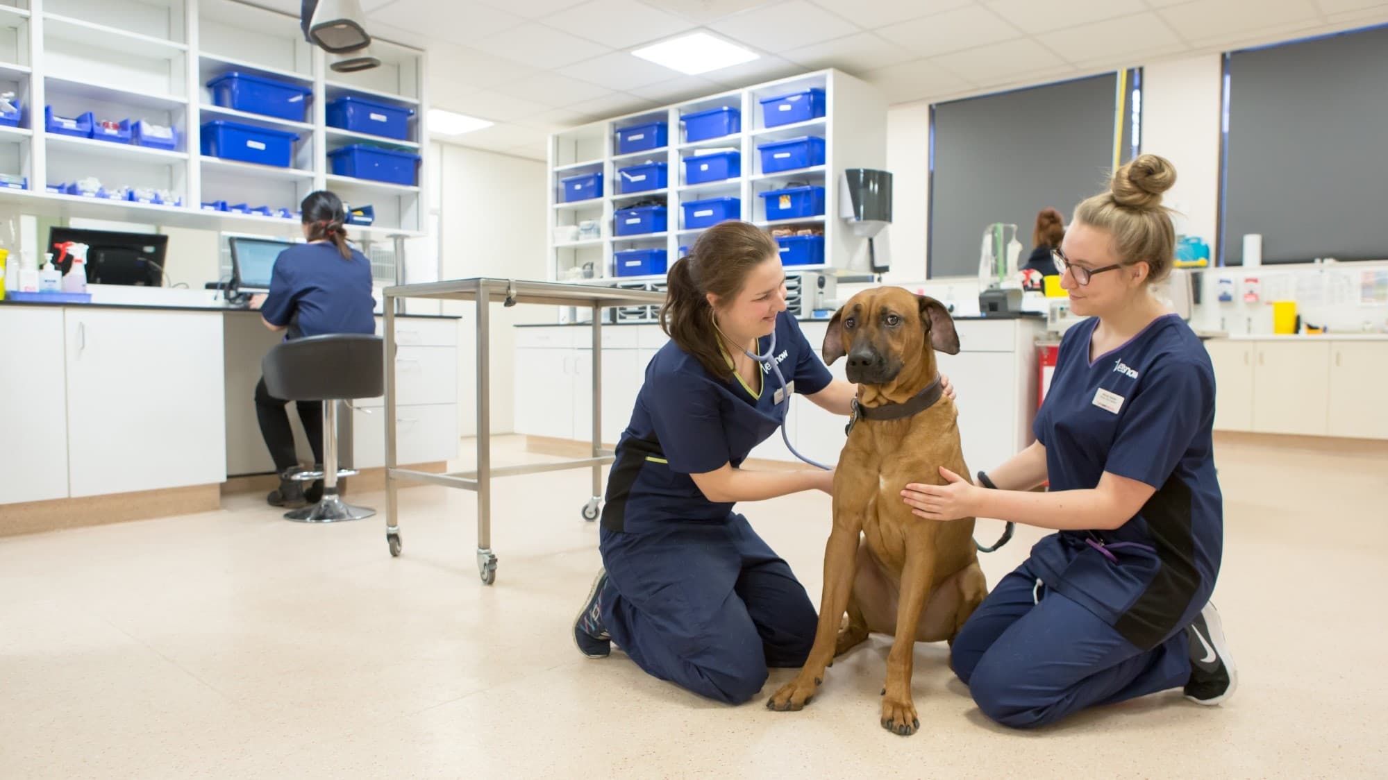 Vets Now Emergency Clinic caring for a dog
