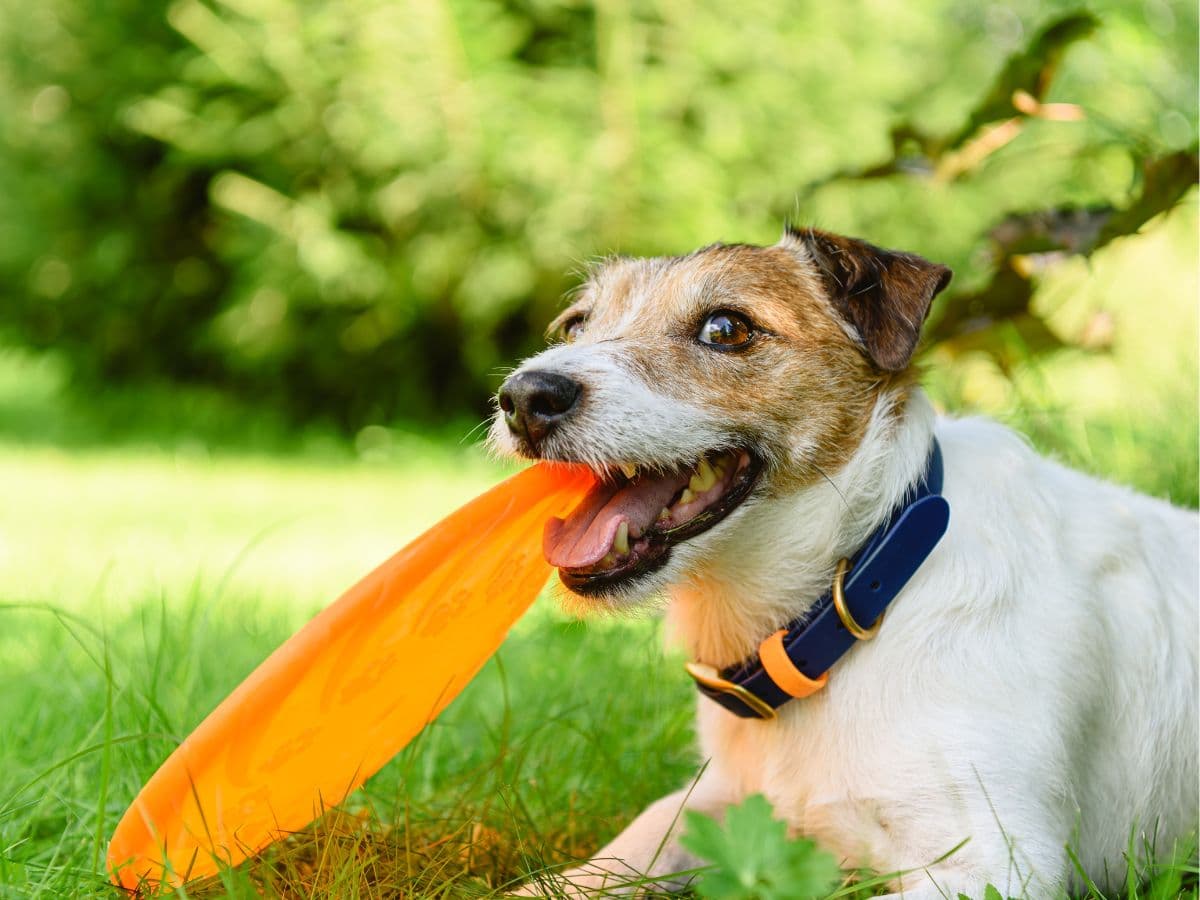 jack_russell_fetch