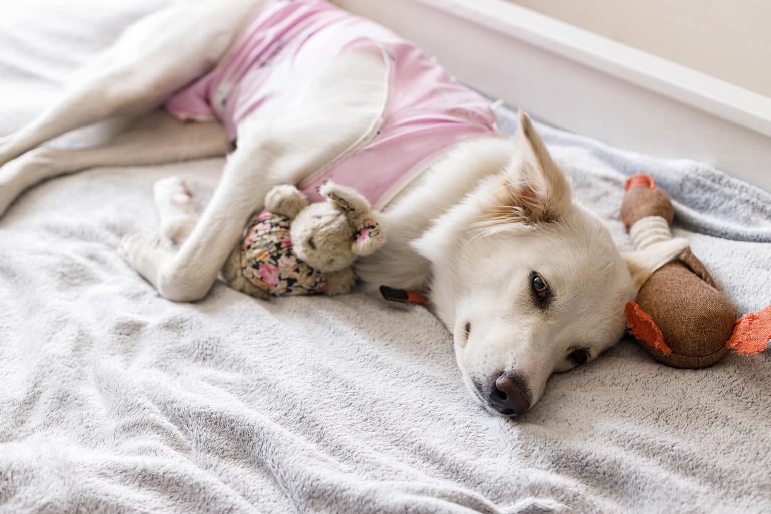 How to look after your pet after abdominal surgery