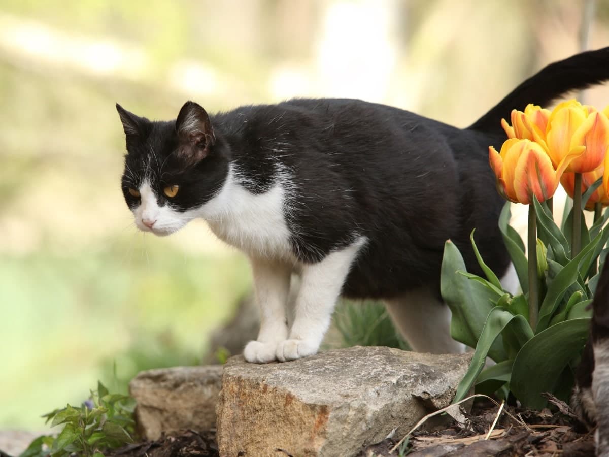 Cat outside among tulips