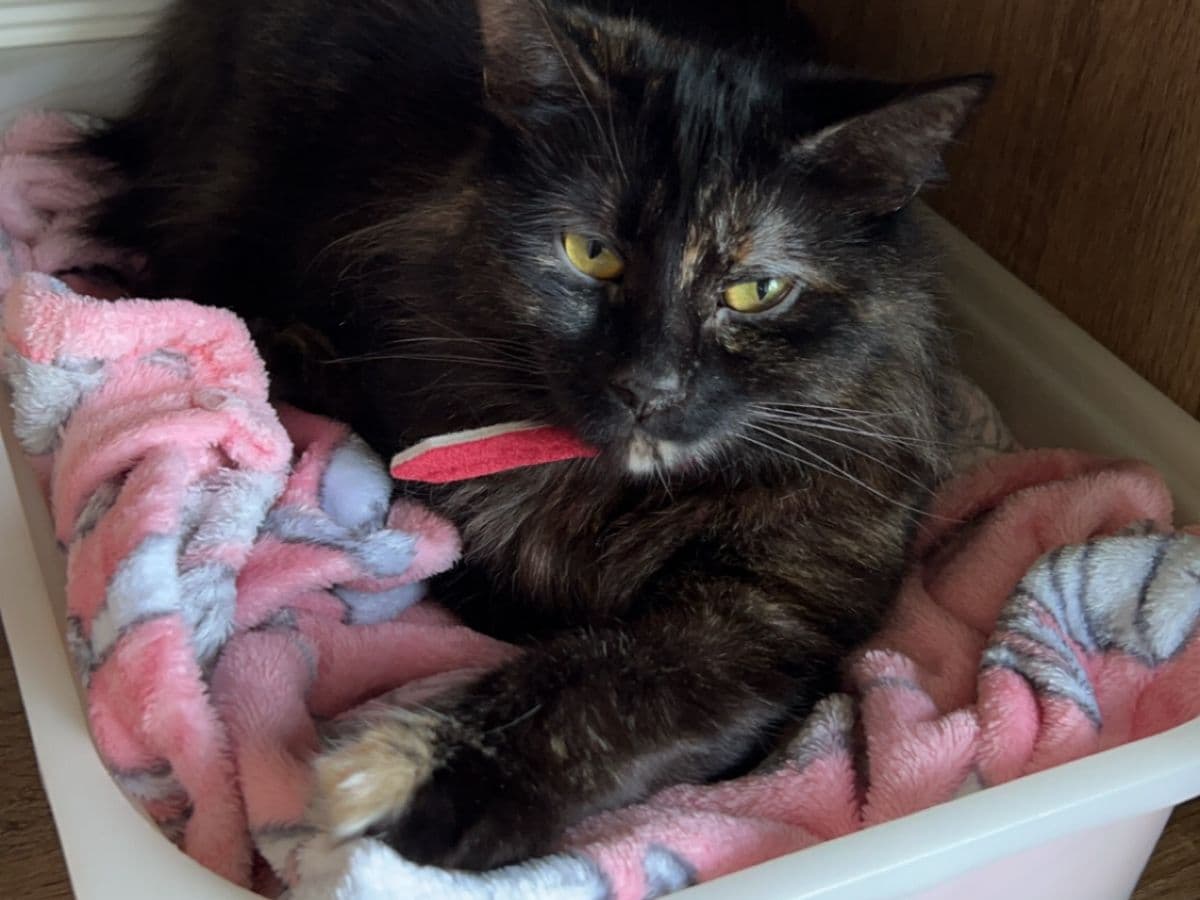 Critically Ill Cat Saved by an Unlikely Blood Donor – a Dog… – body