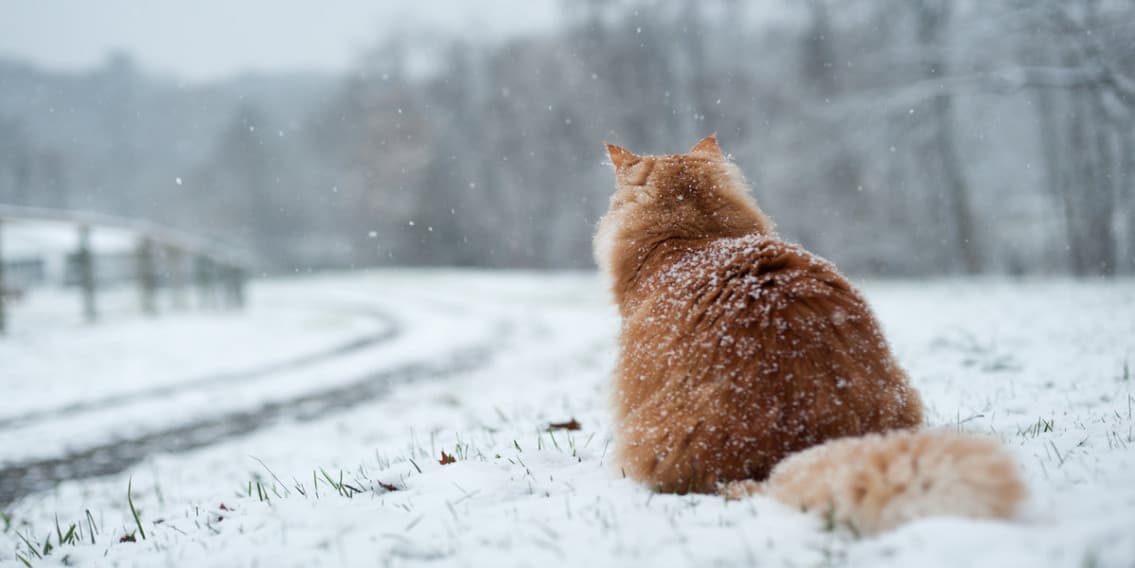 Eight dangers cat owners need to be aware of