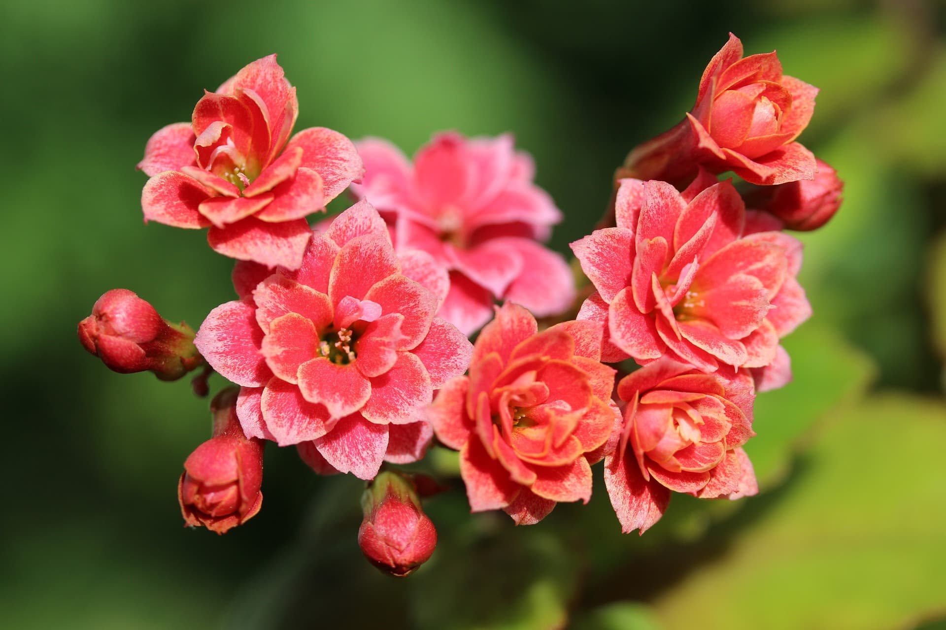 Widow's thrill toxic plants