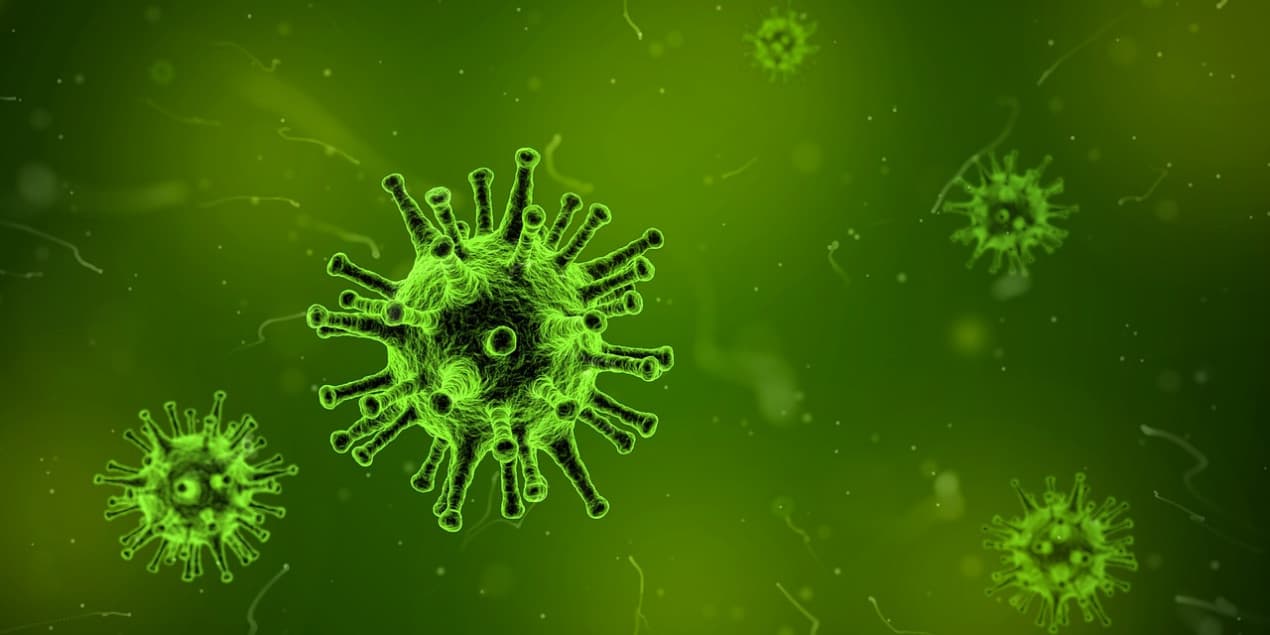 Canine herpes virus (featured)
