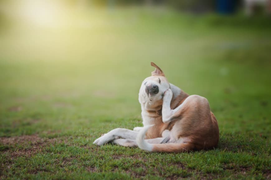 Ticks-on-dogs-in-garden-870x578