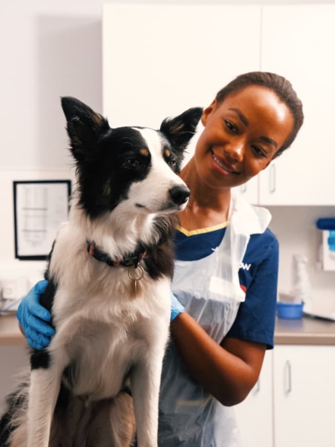 vet nurse dog