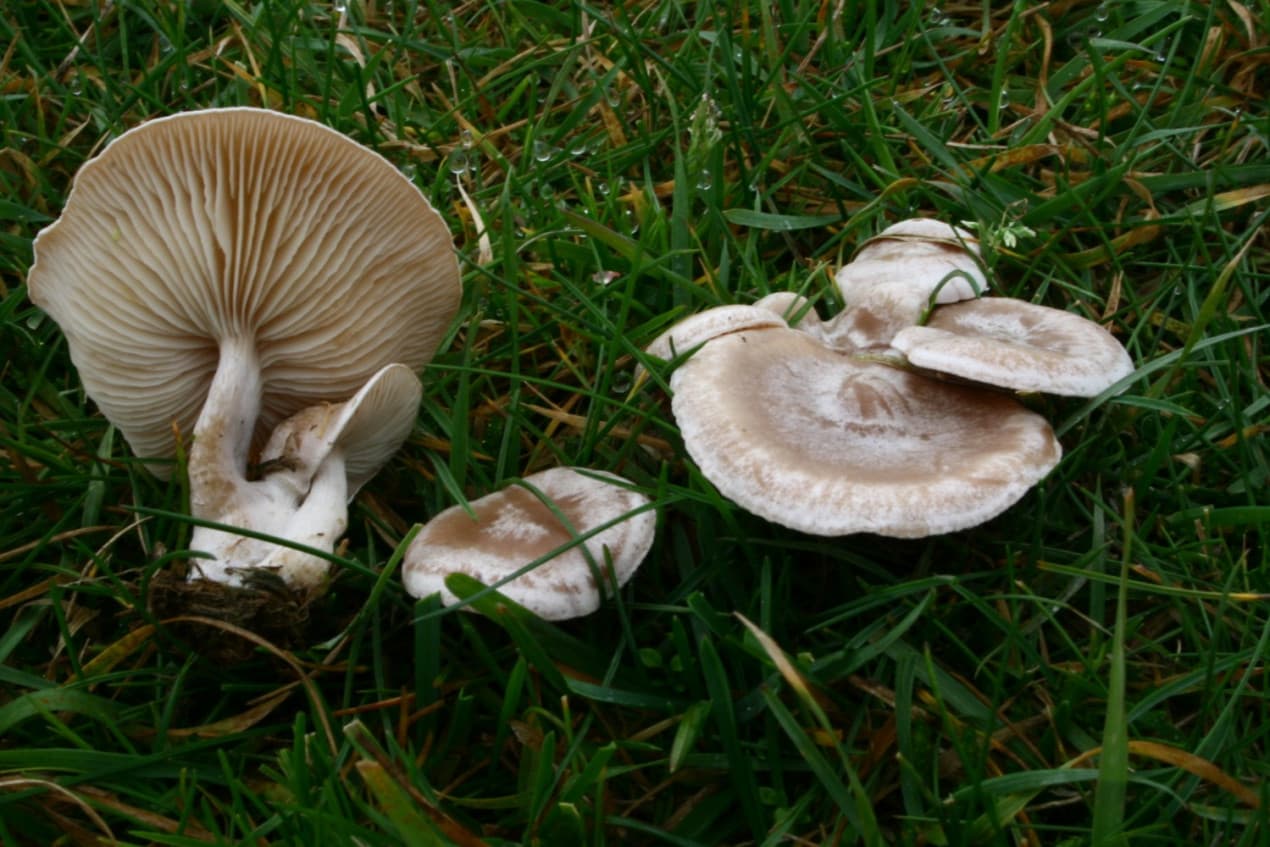 Clitocybe rivulosa mushroom (featured) - can dogs eat mushrooms