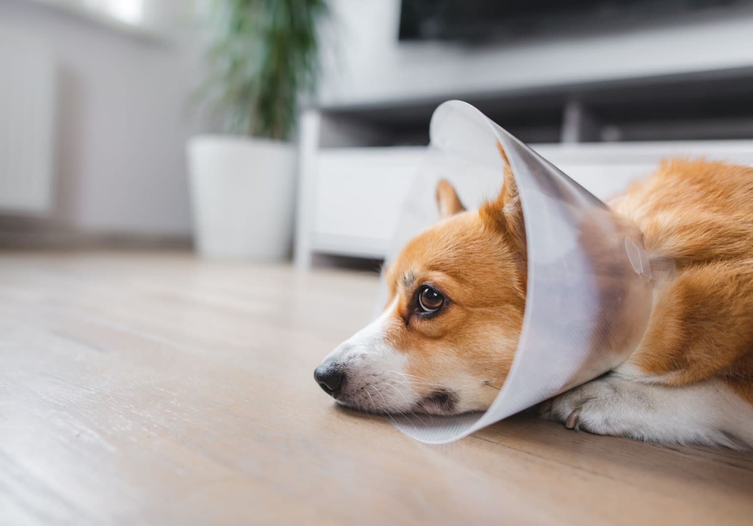 Sad dog in a cone