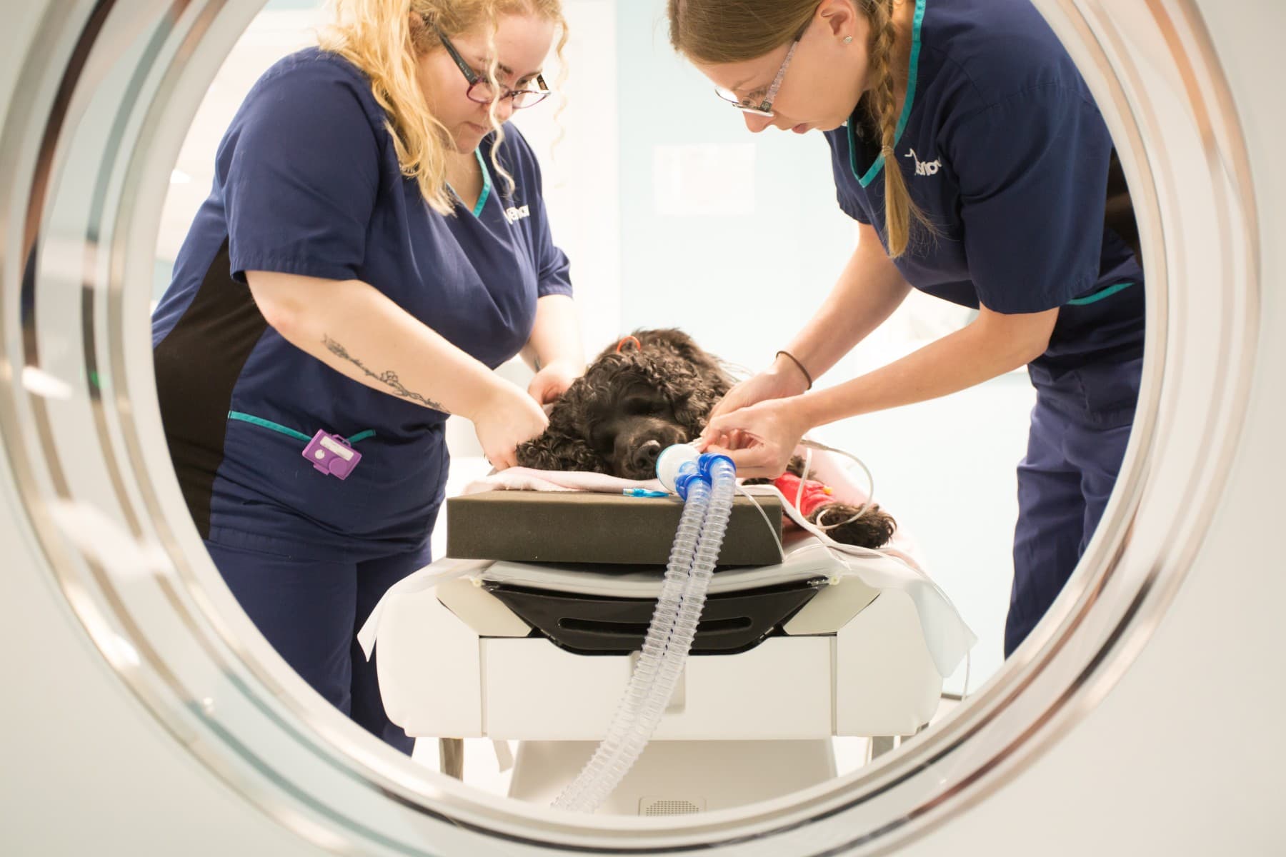 Vets Now Manchester hospital