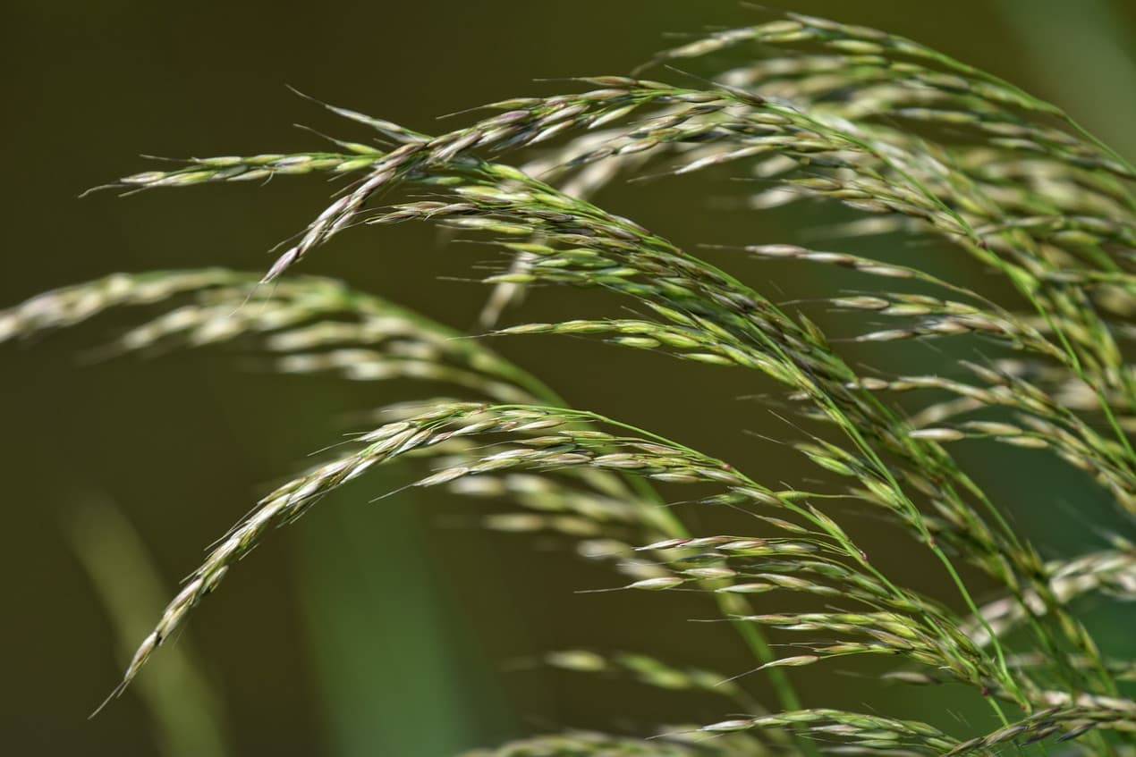 Grass seed in dogs