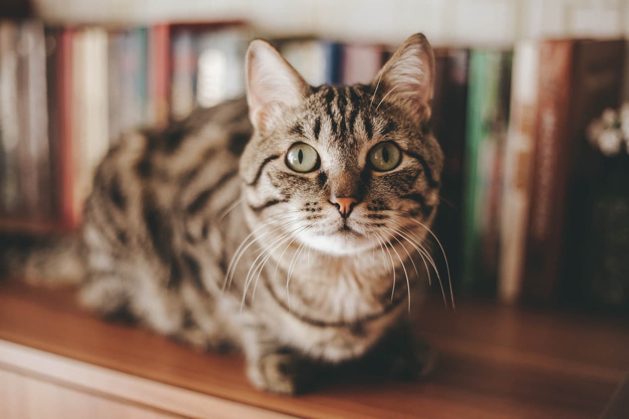 Cat castration (featured)