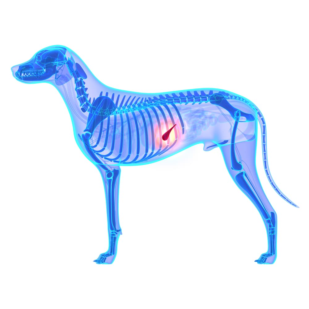 pancreatitis in dogs