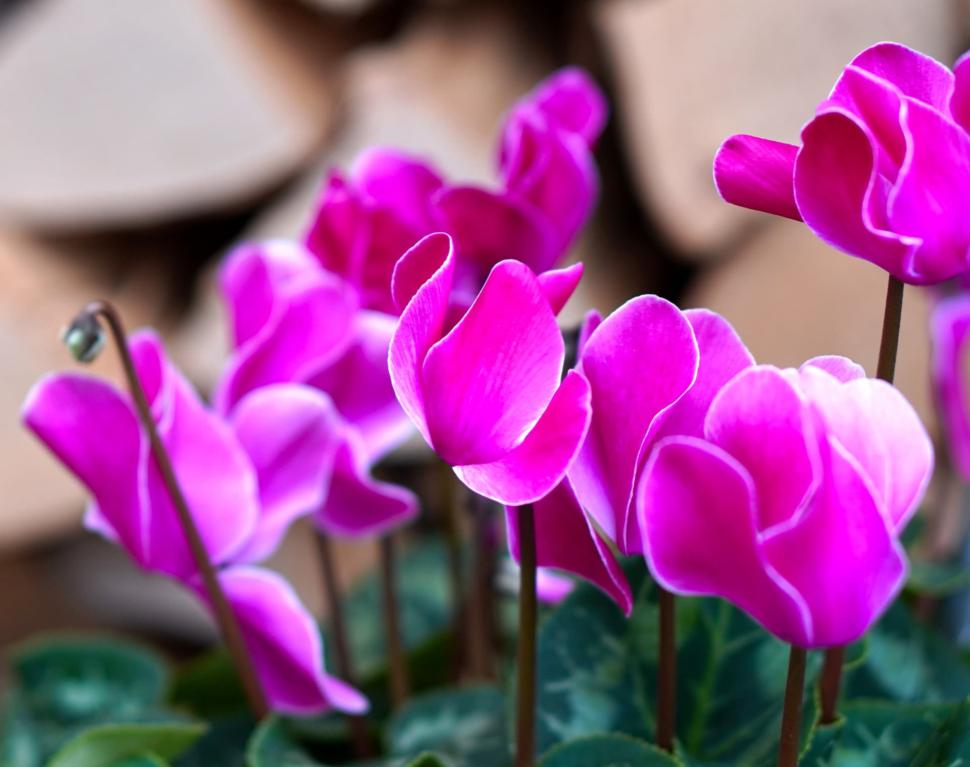 Cyclamen toxic plants
