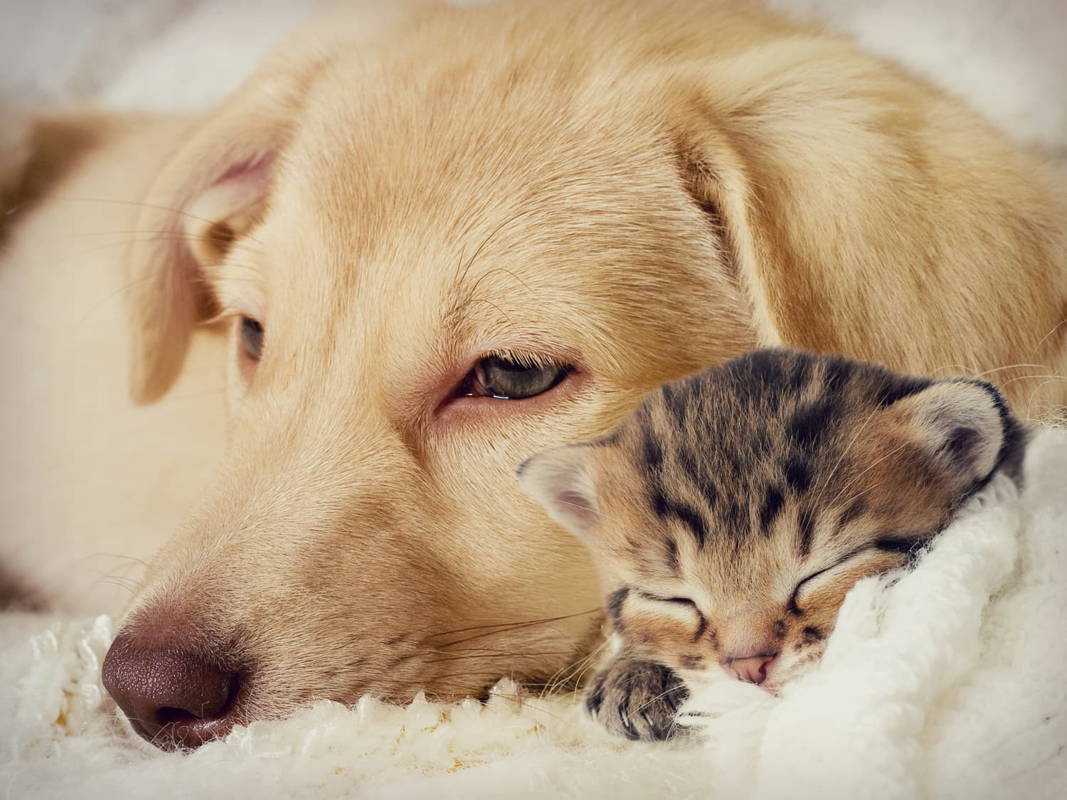 How to help sick cats and dogs at home