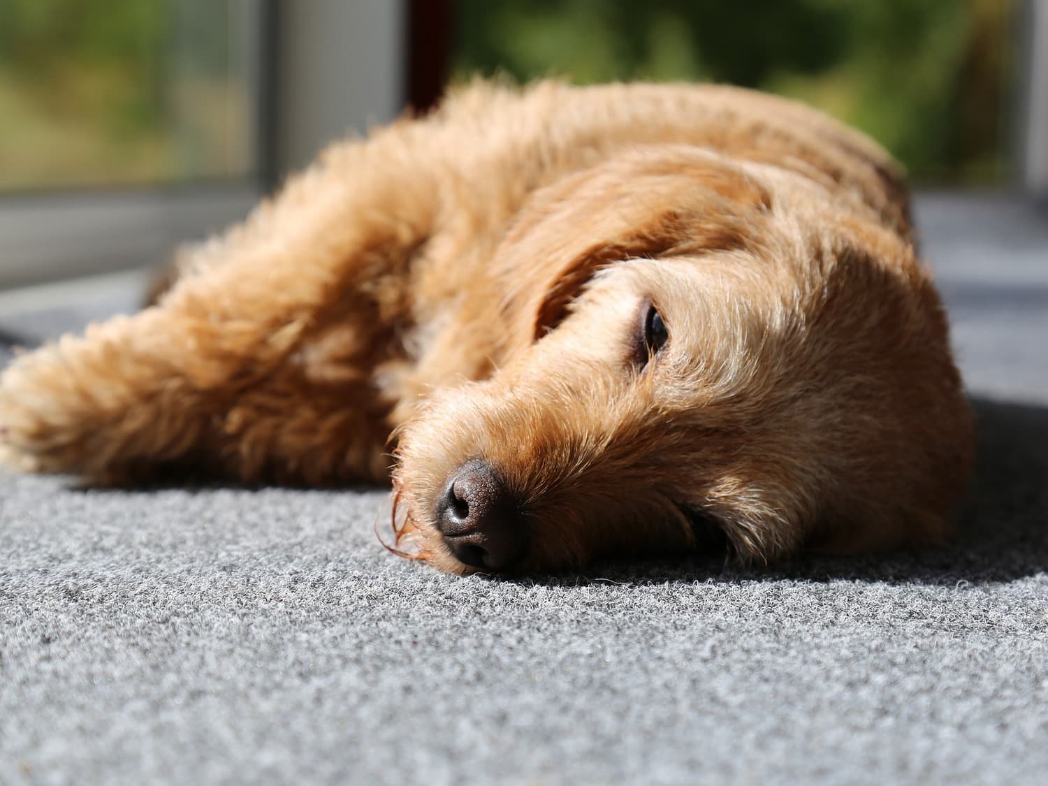 Dog resting indoors – rat poisoning