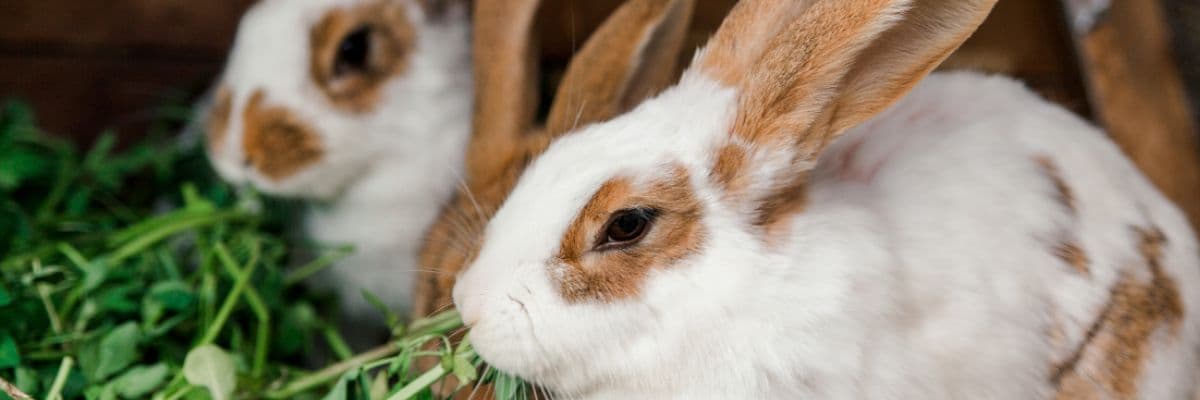 Rabbits eating - banner