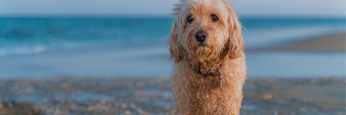 Can dogs eat seaweed - hero banner