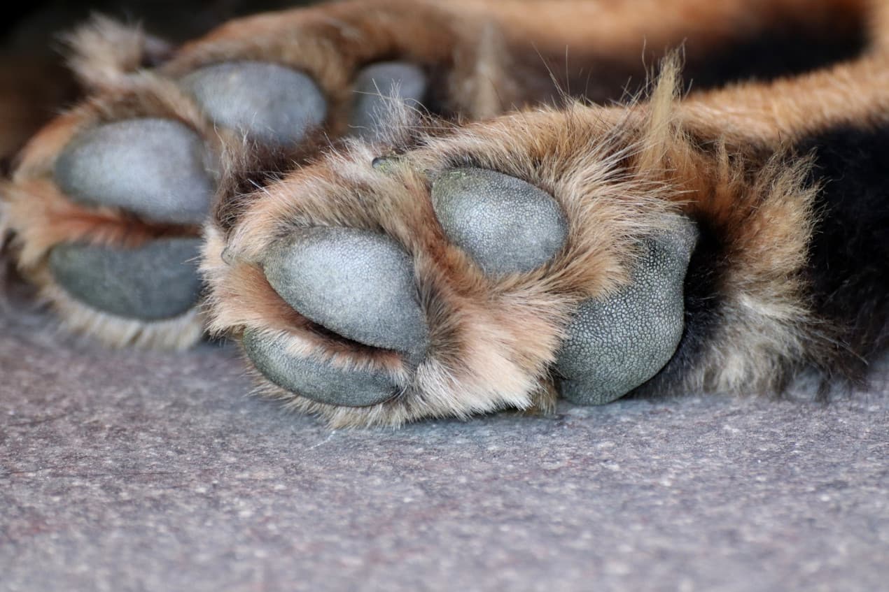 dog-paw-3612394_1920-1270x847