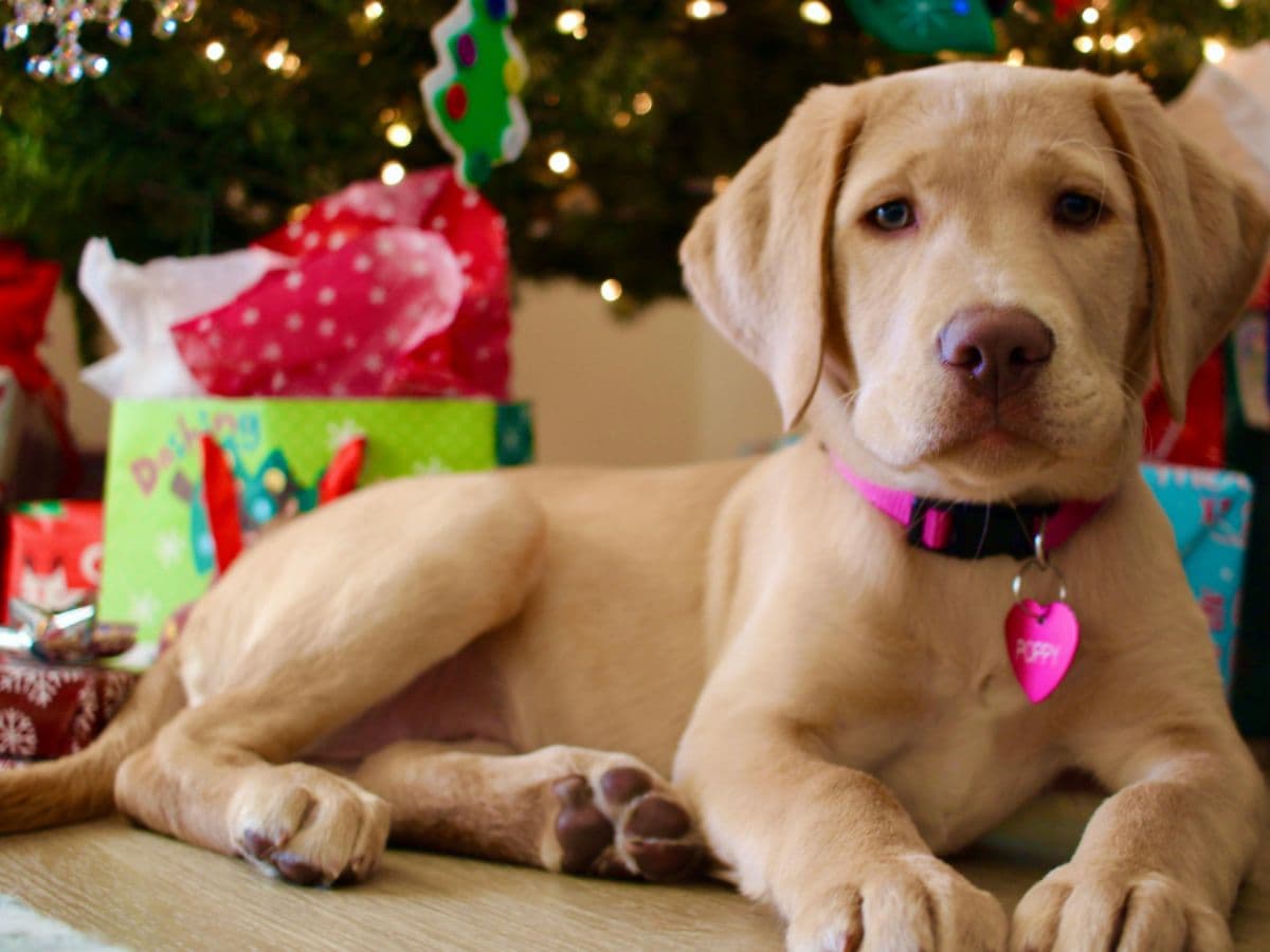 The ultimate Christmas gift guide for pets | 2025 – hero