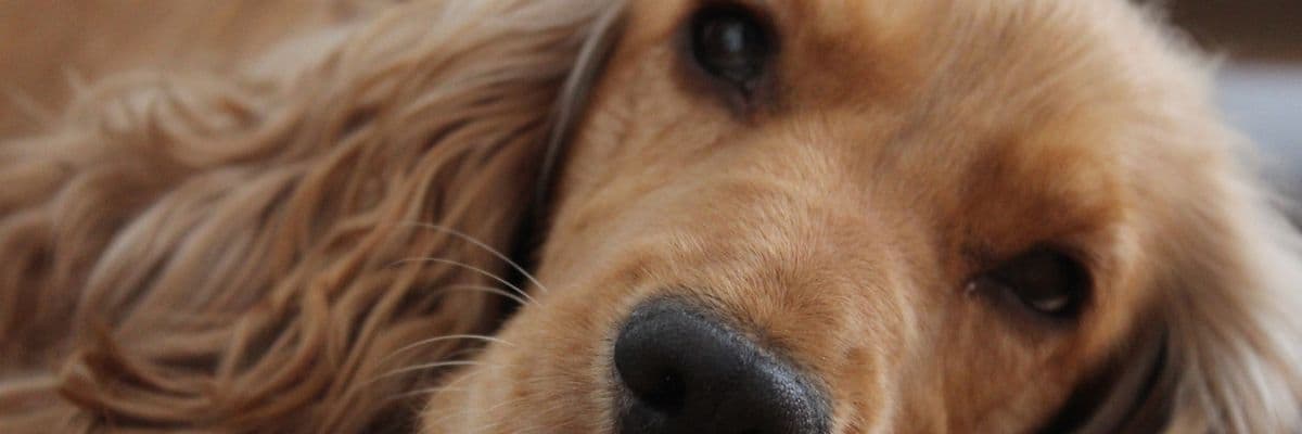Seizures in dogs - lethargic spaniel