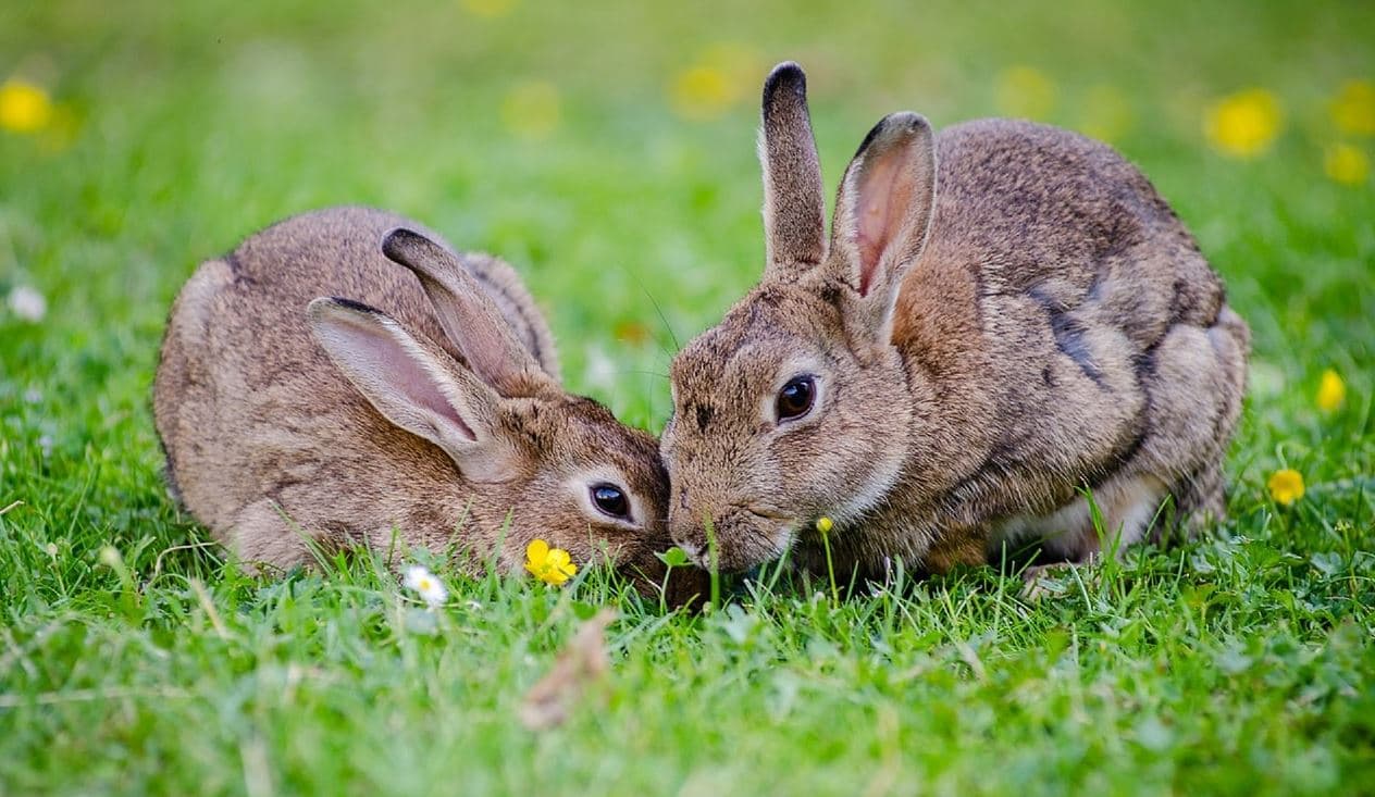 rabbits