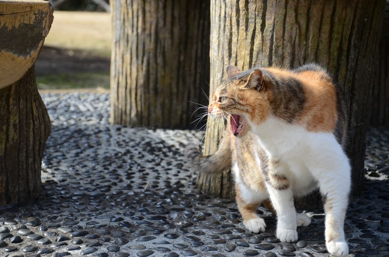 Cat-behaviour-after-fight-1270x840
