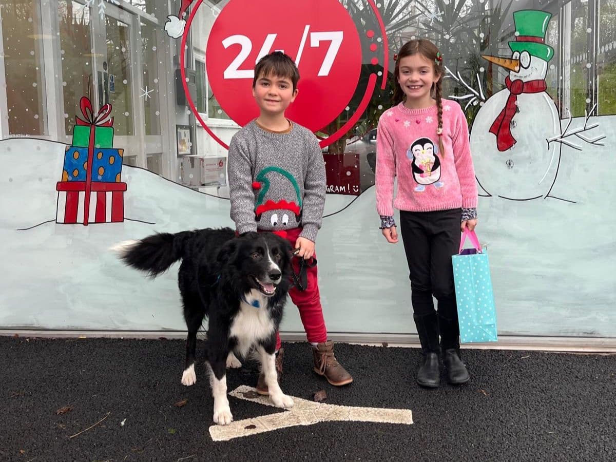 Bruce the collie’s remarkable recovery from rare tetanus – body