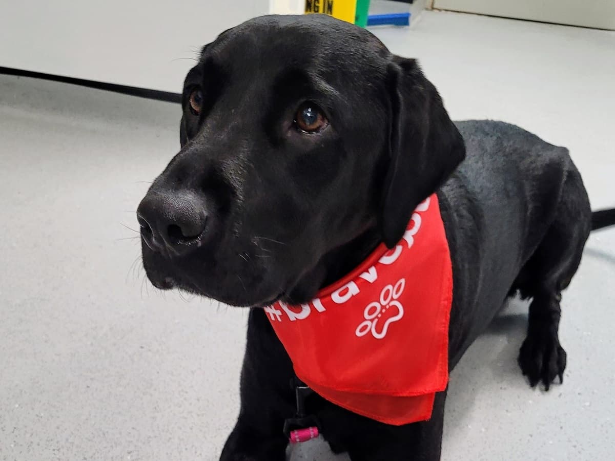 Bella the Labrador’s perforated ulcer and her miraculous… – body