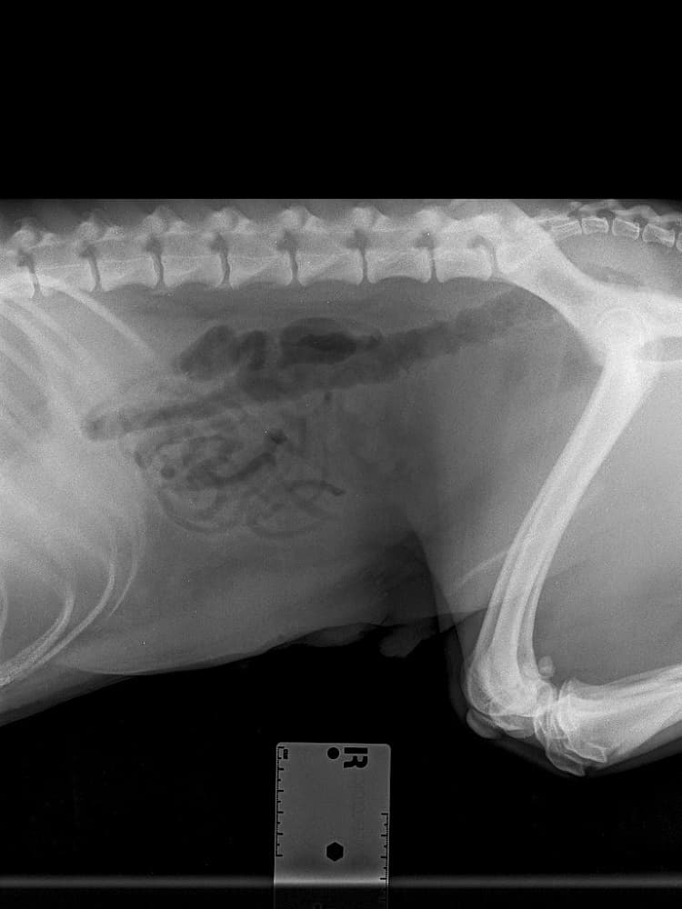 Maverick’s ordeal: Dog ate a chicken skewer and survived – body