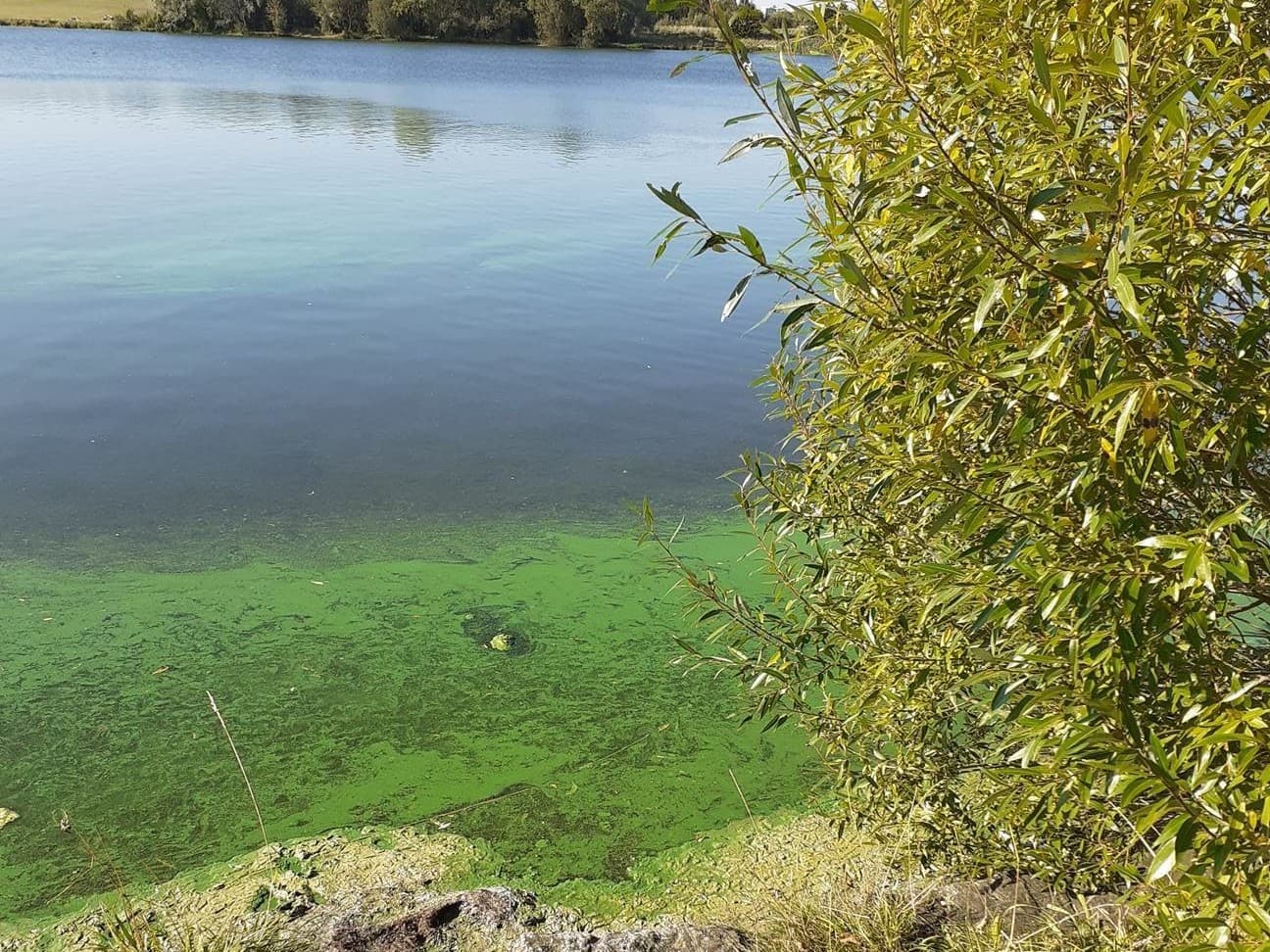 algae3