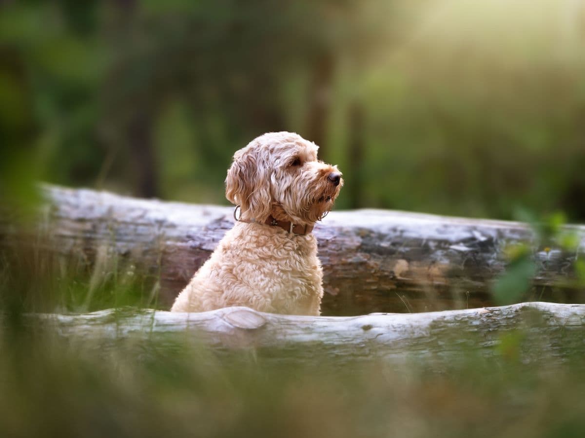 labradoodle-in-woods