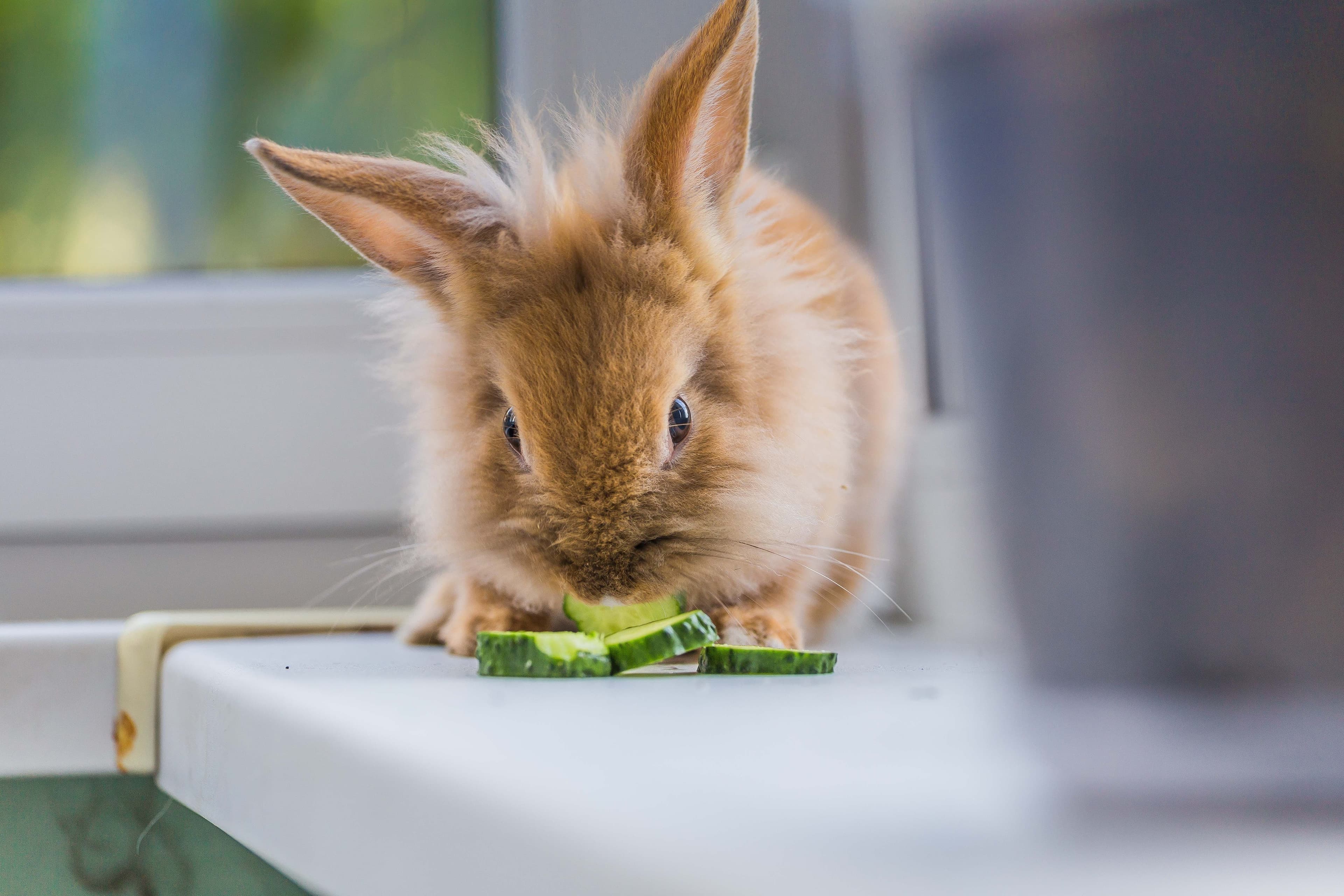 Brown rabbit nibbling cucumber slices