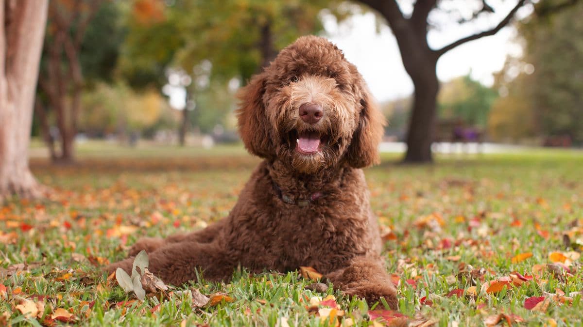 Happy labradoodle in autumn park