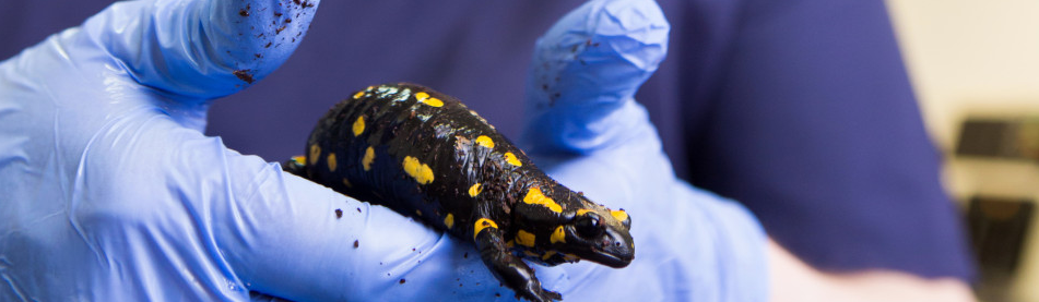 Great Western Exotics